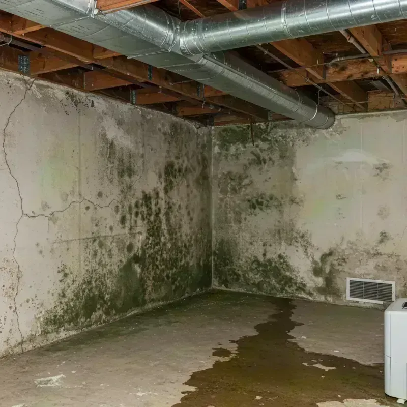 Professional Mold Removal in Medford, NY